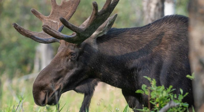 Nouveau point de dépôt pour les carcasses d’animaux